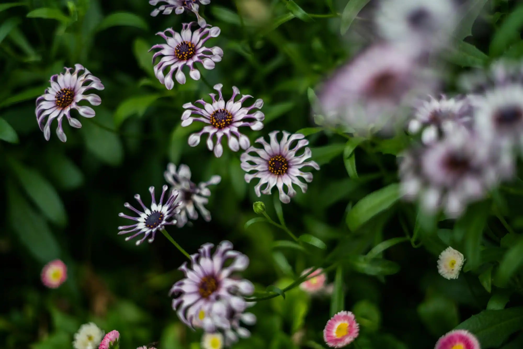 Purple and white petaled flowers with dark centers.